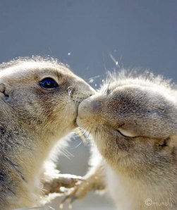 hamsters-kiss